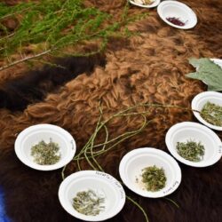 collection of roots, stems, grass