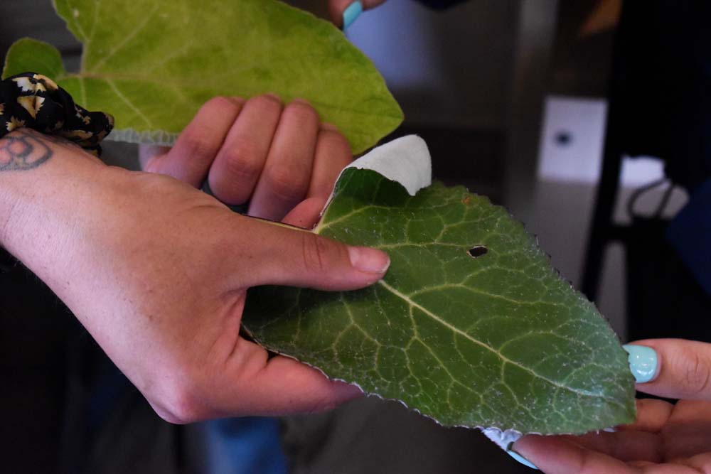 person holding leaves